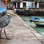 Héron - Santa Cruz, Iles galapagos