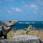 Iguane - Yucatan, Mexique