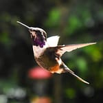 Colibri - Equateur