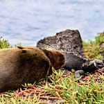 Lion de mer - Santa Cruz, Iles galapagos