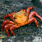 Crabe rouge - Santa Cruz, Iles galapagos